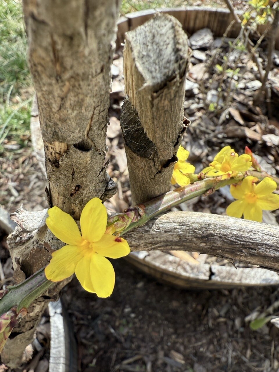 Cody_s Winter Jasmine