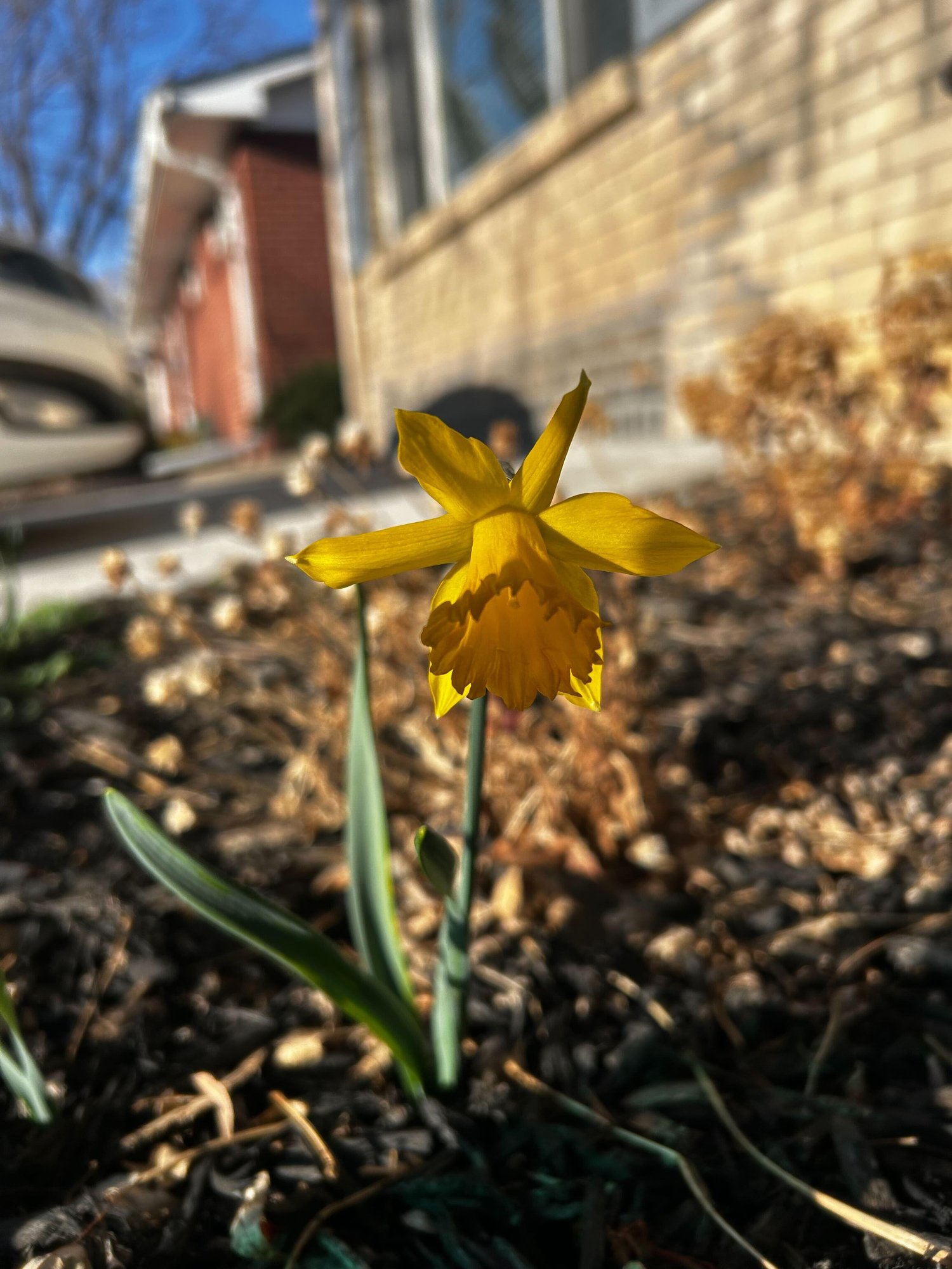 Cassie_s Wildflower Garden